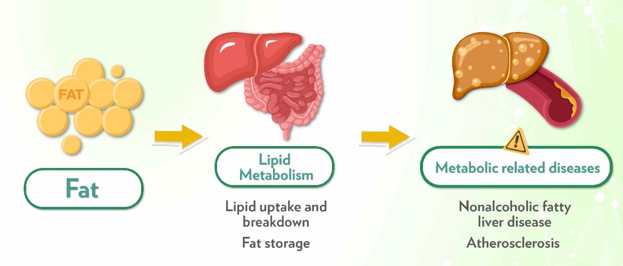 代謝健康學堂 Landing Page_EN