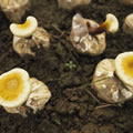a gyógynövény potenciális beszerzési helyei